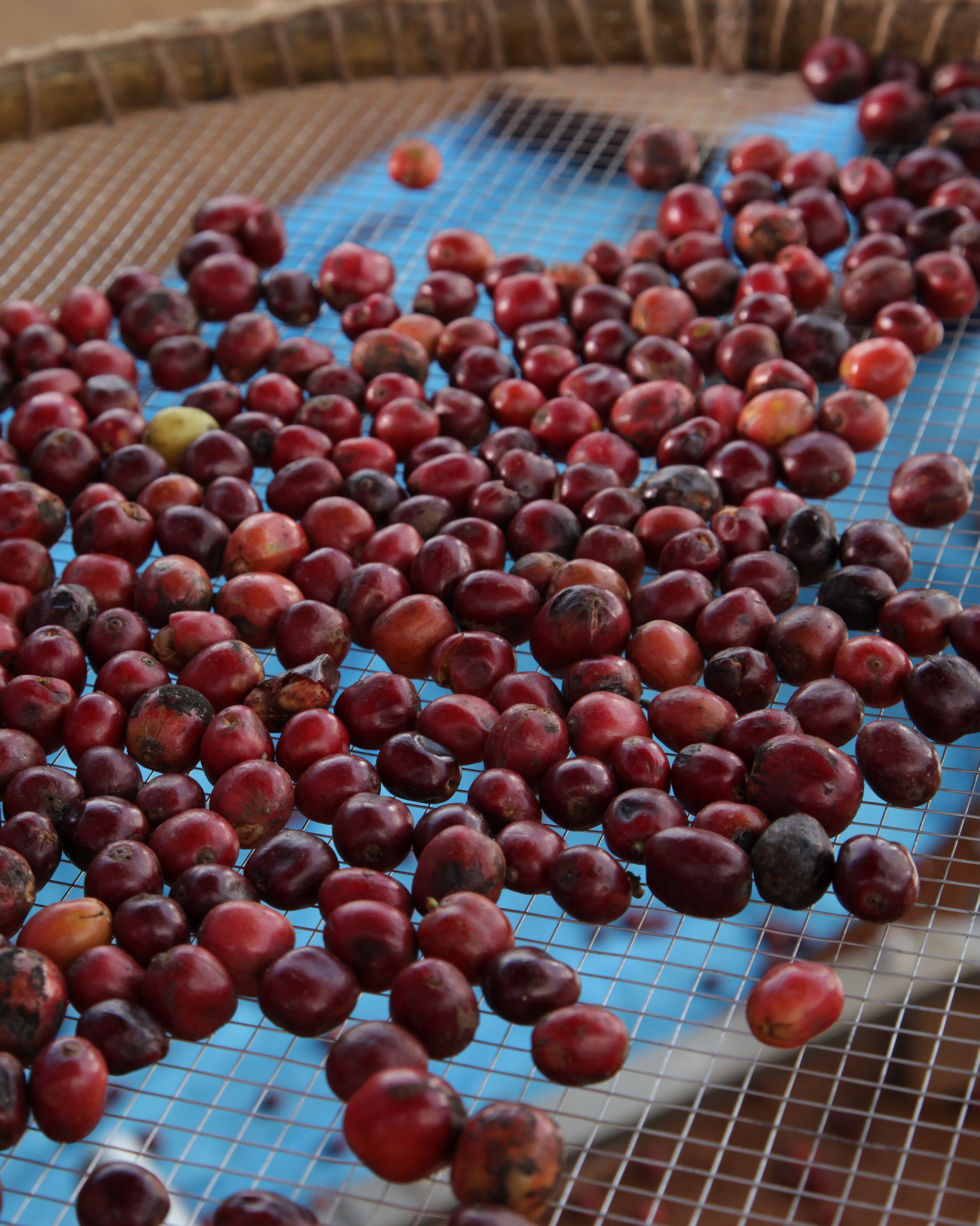 Arábica e Robusta