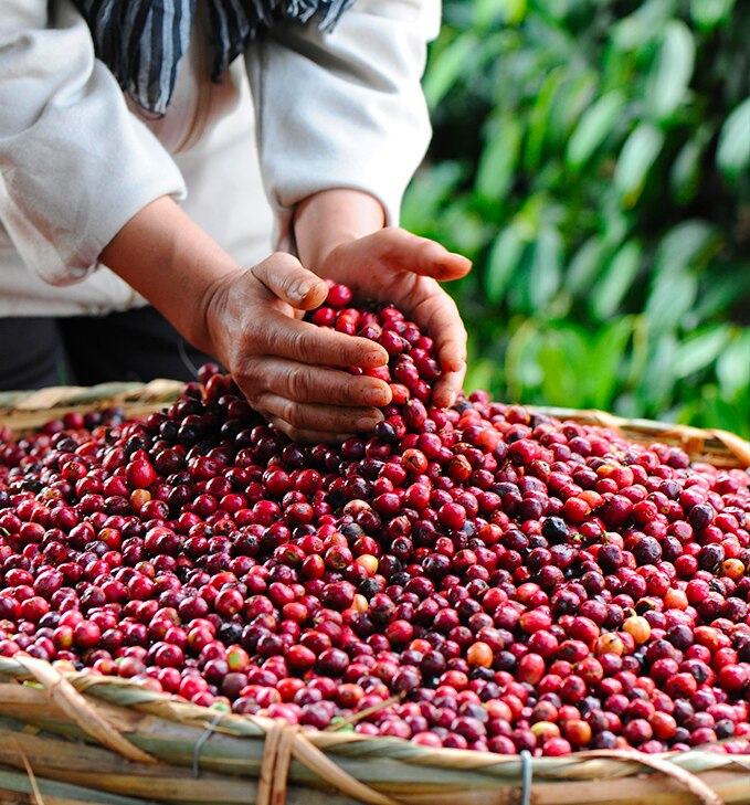 ndg-coffee-beans-colors