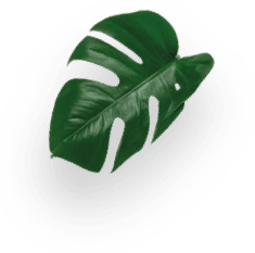 Galão Intenso decoration Image
